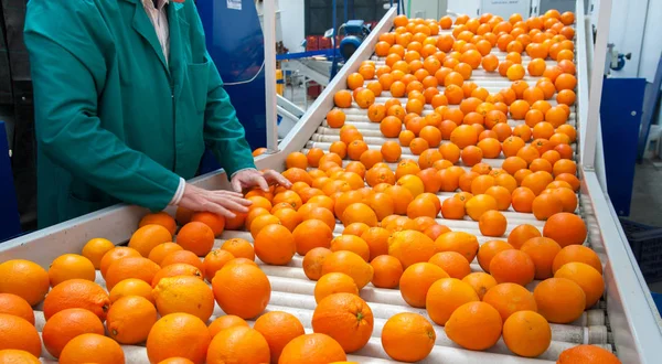 El trabajo de los cítricos —  Fotos de Stock