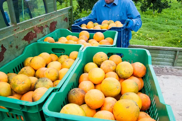 Oranje oogsttijd — Stockfoto