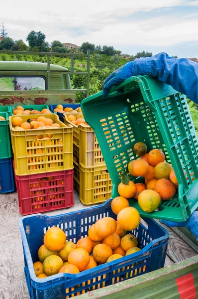 Tiempo de cosecha naranja — Foto de Stock