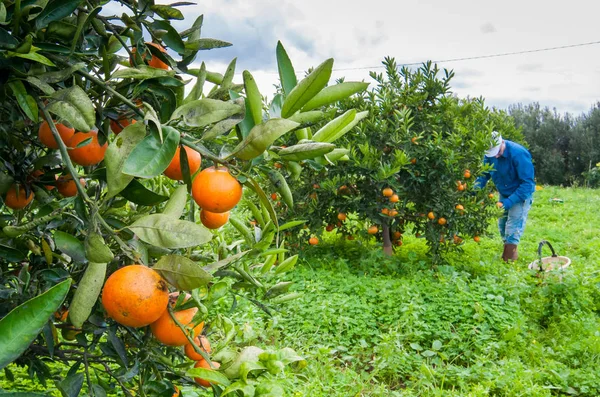 Zeit der Orangenernte — Stockfoto