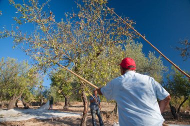 Badem hasat zamanı çiftçiler, Noto, Sicilya, 18 Ağustos 2020