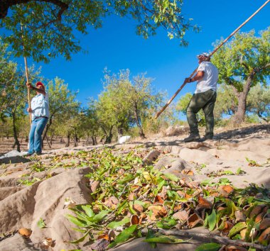 Badem hasat zamanı çiftçiler, Noto, Sicilya, 18 Ağustos 2020
