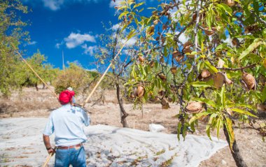 Noto, Sicilya 'da hasat zamanı bir ağaçtaki badem görüntüsü