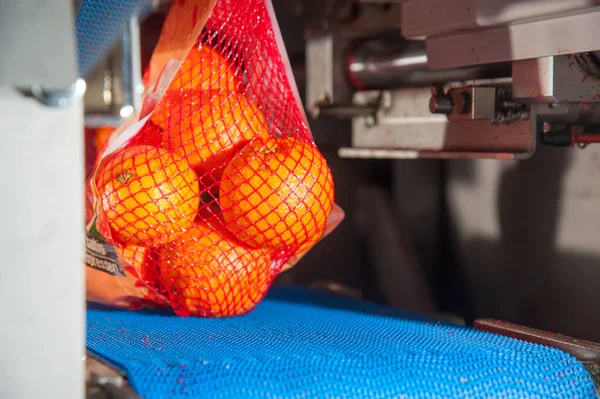 Oranges Tarocco Dans Machine Fileter Pendant Phase Emballage Final — Photo