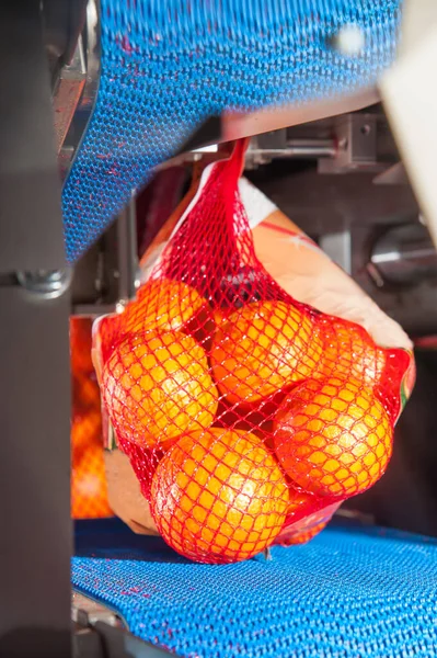 最終包装段階におけるネットマシン内のタロッコオレンジ — ストック写真
