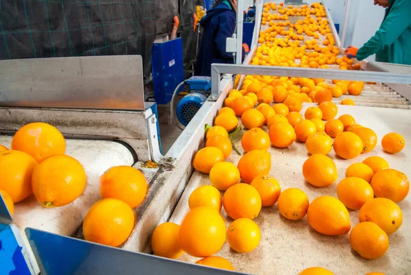 Bearbetning Citrusfrukter Taroccoapelsiner Transportbandet Före Manuell Avvisning — Stockfoto