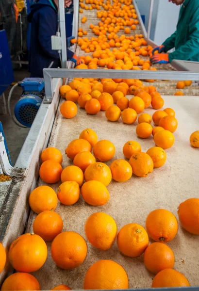 Bearbetning Citrusfrukter Taroccoapelsiner Transportbandet Före Manuell Avvisning — Stockfoto