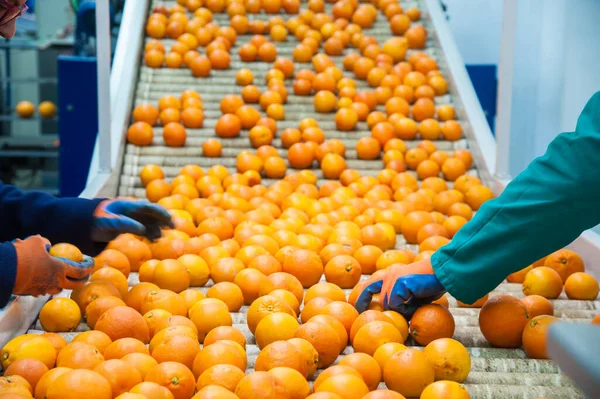 Manuellt Urval Frukter Arbetare Klickande Apelsiner Att Förkasta Seconde Rate — Stockfoto