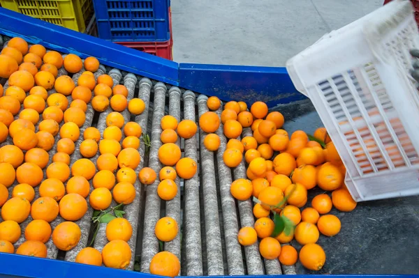 Die Produktionslinie Für Zitrusfrüchte Ein Arbeiter Entlädt Kisten Voller Tarocco — Stockfoto