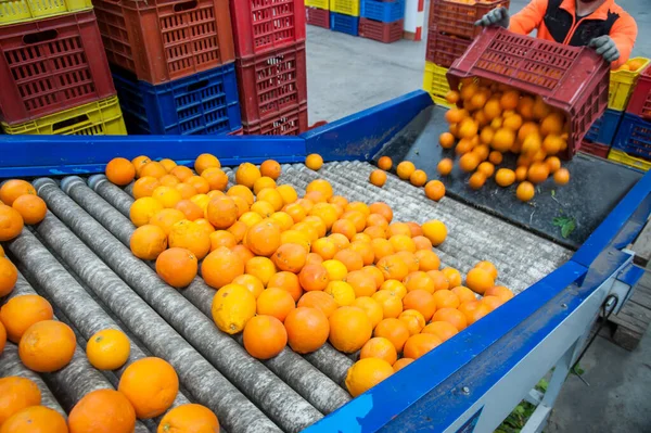柑橘類の生産ライン ロールコンベアベルトにタロッコオレンジの完全なボックスを荷役作業者 — ストック写真