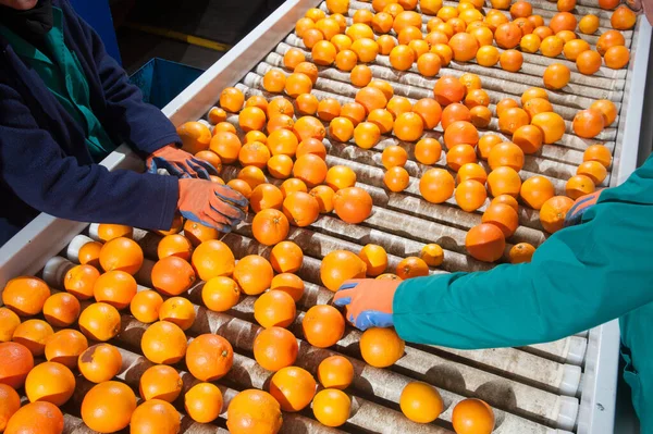과일의 Seconde Rate 과일을 거부하는 노동자 오렌지 — 스톡 사진