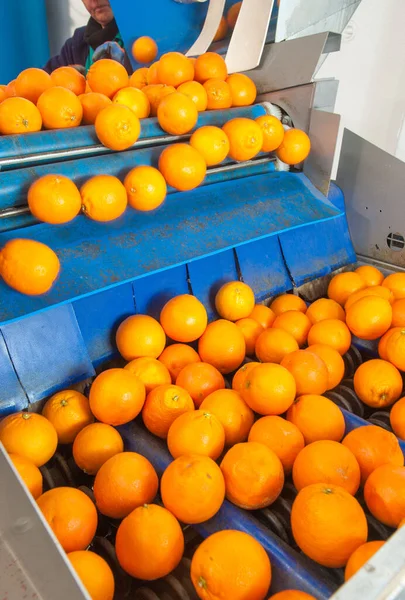 The production line of citrus fruits: tarocco oranges in a roll conveyor belt for the processing cycle in a modern factory