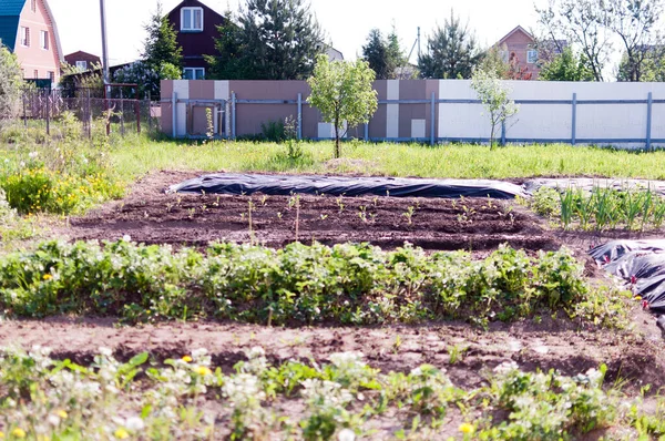 Düz yataklı yeşil tarla yaz günü.