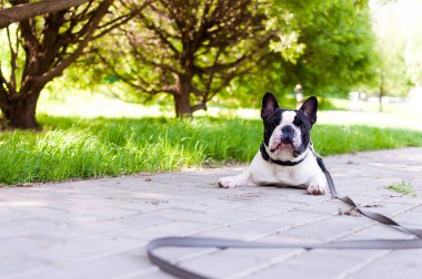 Şirin bir Fransız bulldog parkta dinlenirken kameraya gülümsüyor..