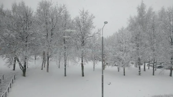 Деревья Снегом Парке — стоковое фото