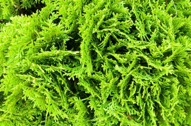 Noel ağacı dallarının güzel arkaplanı