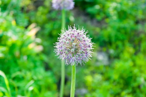 Blooming violet onion plant in garden. Flower decorative onion. Close-up of violet onions flowers on summer field.. Violet allium flower.