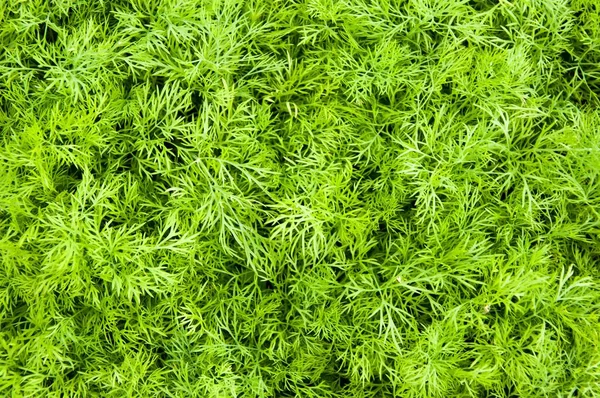 Dill Bitkileri, bitki yaprağı geçmişi, organik sebzeler sağlıklı sebzeler..