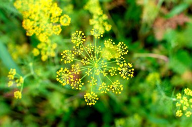 Arka planda dereotu şemsiyesi yakın plan. Bahçede mis kokulu dereotu.