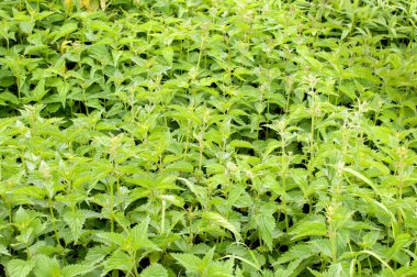 Isırgan otu ya da urtica tıbbi bitkisi yakından, renkli ve canlı bitki, doğal arkaplan.