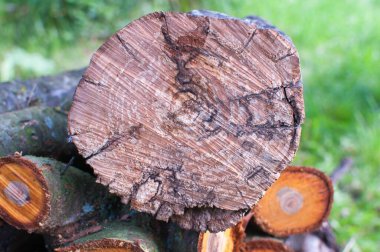 Bahçede yuvarlak tahta kütükler. Arkaplan için ağaç kesme bölümü.