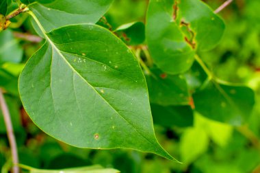 Yaprak biti yeşil bir yaprağa yakın duruyor. Hasat hasadı, böcek ilacı tedavisi. Hasarlı bitki yaprakları yer bitirir..