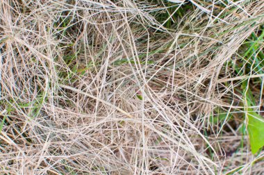 Saman balyasının arka plan dokusu veya kuru çimen arka plan, kırsal ve kırsal alan için dokulu saman balyası arka plan.