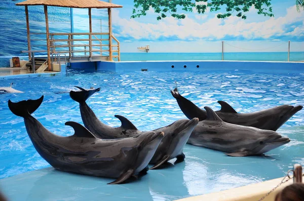 Hermosos Delfines Lindos Posan Agua Piscina Delfinario —  Fotos de Stock