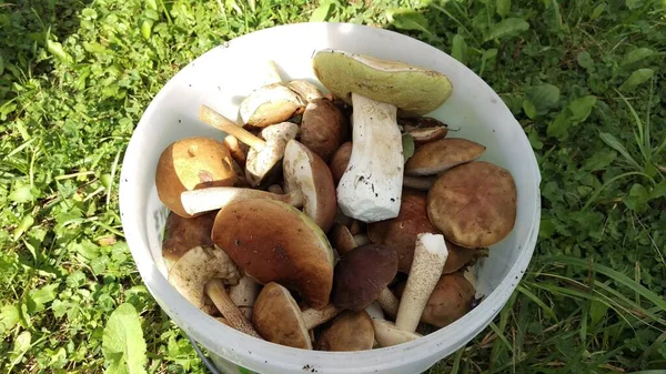 Rusya 'da yeni toplanmış mantarlarla dolu bir kova.