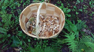 Rusya 'da yeni toplanmış mantarlarla dolu bir kova.