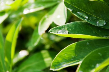 Taze kokulu yapraklar, yakından. Yaprakların üzerine yağmur damlaları ve yeşil yapraklar. Makro fotoğraf