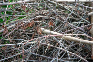 Bir yığın kesik dal ve dallar doku ya da arka plan. Makroyu kapat