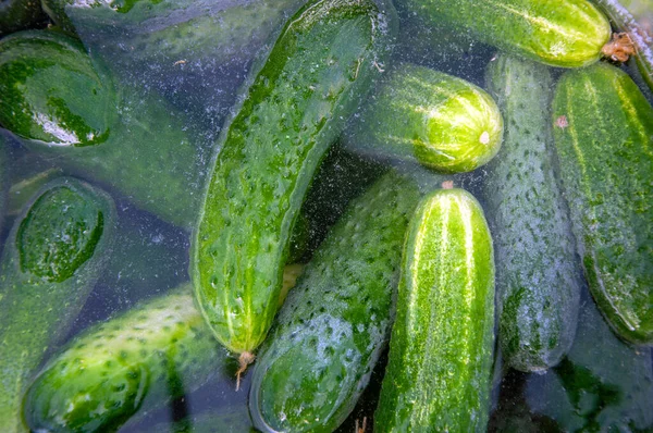 Pepinos Embebidos Água Para Decapagem Pepinos Caseiros Ações Para Inverno — Fotografia de Stock