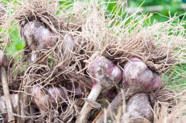 Çuval bezinde bir sürü sarımsak var, hasat yapıyorlar. Tarım. Olgun ve sağlıklı sebzeler