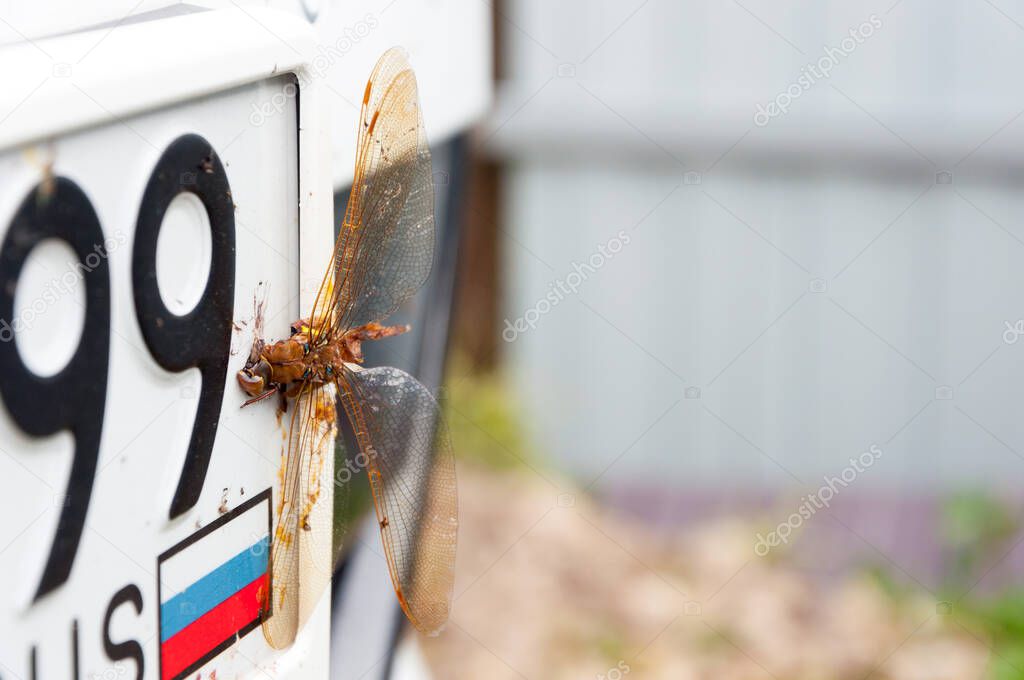 Dragonfly and insects on the license plate of a dirty bumper of a passenger car after a long journey. Close up macro