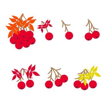 Olgunlaşmış kızılcık çilekleri seti, vektör illüstrasyonu. Beyaz arka planda izole edilmiş. Sonbahar konsepti
