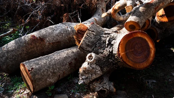 Ziarno Drewna Układ Wzdłużny Włókien Drzewnych Lub Wzór Zaokrąglony Naturalną — Zdjęcie stockowe