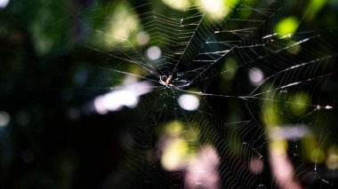 Örümcek ağı örümceklerin avlarını tuzağa düşürmek için ipekten yaptığı yapışkan bir ağdır. Böcekler uçtuğunda ya da ağda süründüğünde sıkışıyor ve örümcek onları yiyor.