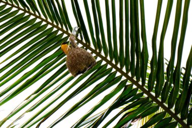 Bir dokumacı kuş yuvası palmiye yaprağına izole edilmiş yuva örme düğümleri yuvayı daha güvenli hale getirir