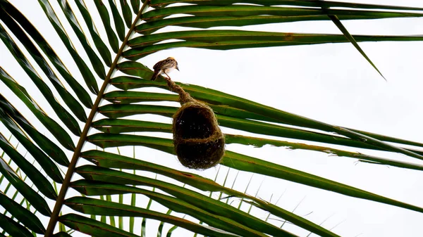 Oiseau Tisserand Nid Isolé Sur Feuille Palmier Ses Nœuds Noueurs — Photo