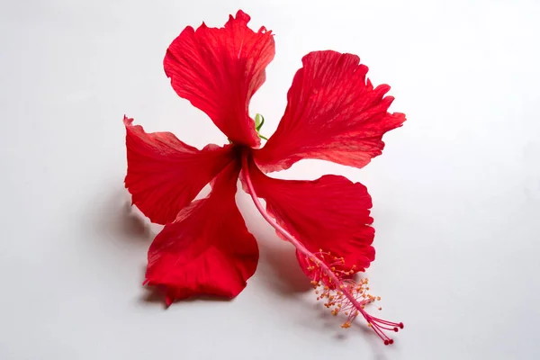 一种白色背景的红色水牛 芙蓉五彩斑斓 这些花可以成为家庭或花园的装饰品 但也有药用价值 — 图库照片#