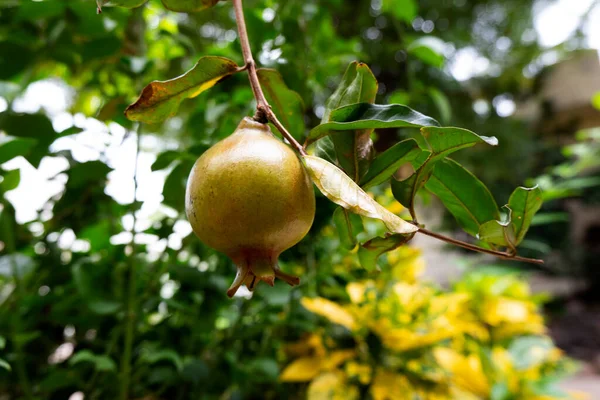 Closeup Shot Pomegranate Dalim Fruit Isolated Tree Blurred Green Yellow — Stock Photo, Image