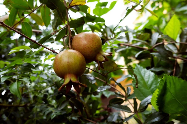 Tiro Close Dalim Anar Romã Frutas Isoladas Árvore — Fotografia de Stock
