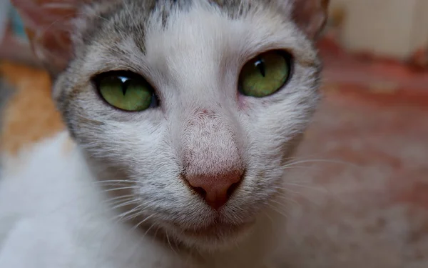 Detailní Záběr Žlutých Očí Bílé Kočky Chlupatého Zvířete — Stock fotografie