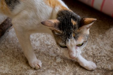 Aşağıya bakan sevimli bir kedinin yan görüntüsü