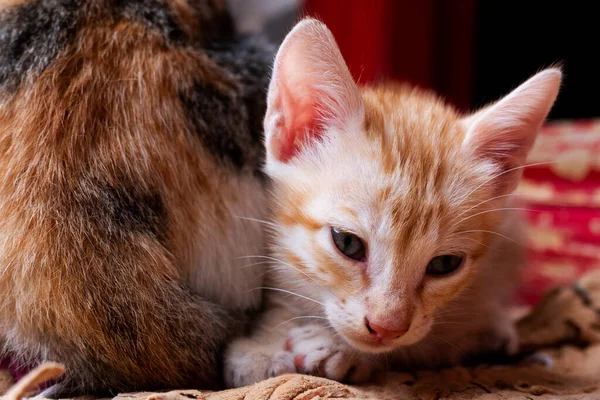 Vista Frontal Gatinho Bonito Olhando Para Baixo Casa — Fotografia de Stock