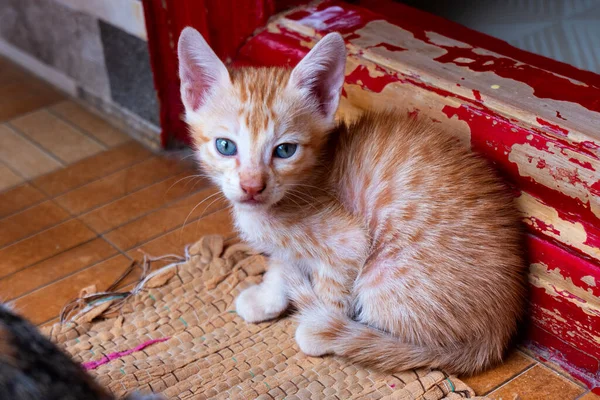 橙色条纹可爱的小猫坐在屋里 — 图库照片