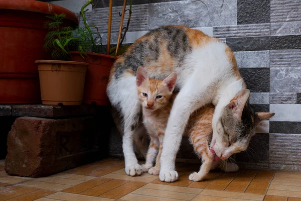 a mom cat cleaning her baby kitten in house