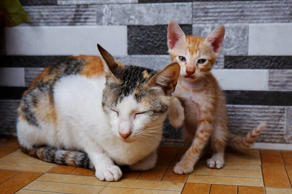 Uma Vista Frontal Mãe Gato Gatinho Sentado Chão — Fotografia de Stock