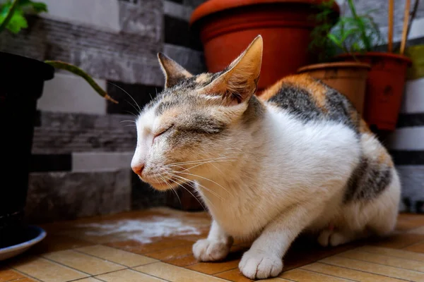 Close Seup Side View White Cat Sleeping Sitting Floor — стоковое фото